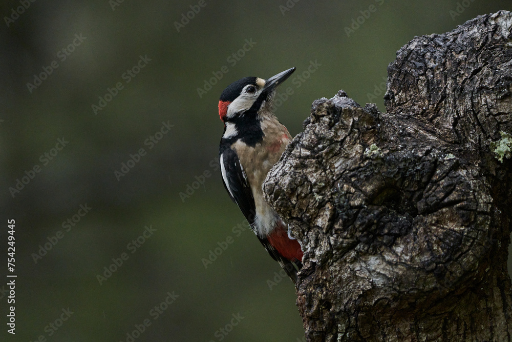 Fototapeta premium pájaro carpintero 
