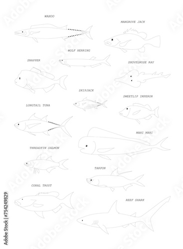 Australian ocean fish outline silhouette (tuna, shark, ray, tarpon, snapper, etc.). Hand drawn vector black outline image set. 