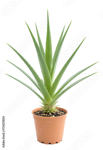 home plant aloe isolated on transparent background 