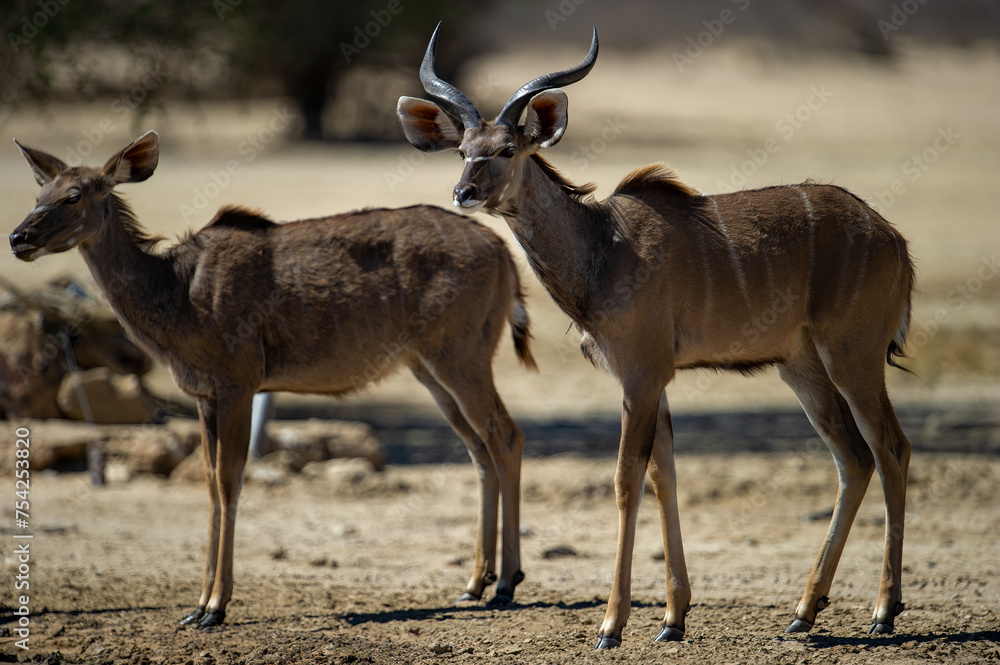 Obraz premium Kudu ( Tragelaphus strepsiceros) Kgalagadi Transfrontier Park, South Africa