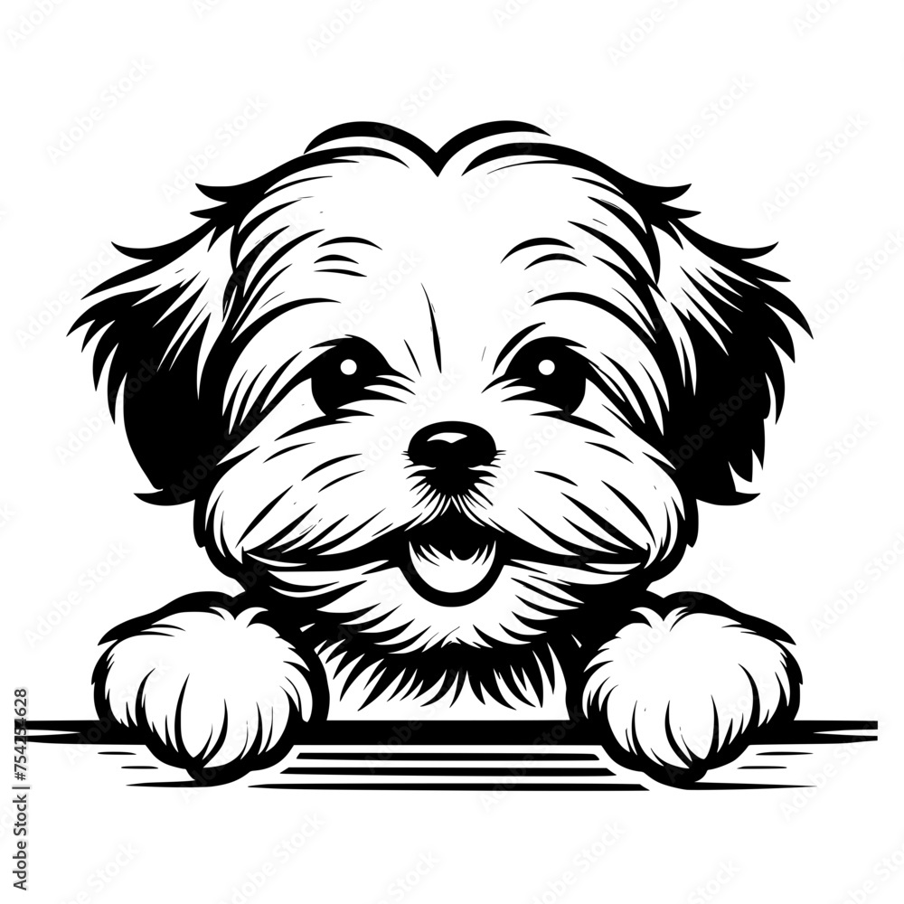 maltese, maltese dog, maltese puppy, maltese mom, maltese lover, maltese dad, funny maltese, maltese owner, maltese dogs, peeking