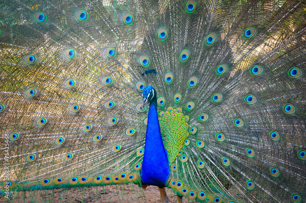 Obraz premium Peacock with feathers out