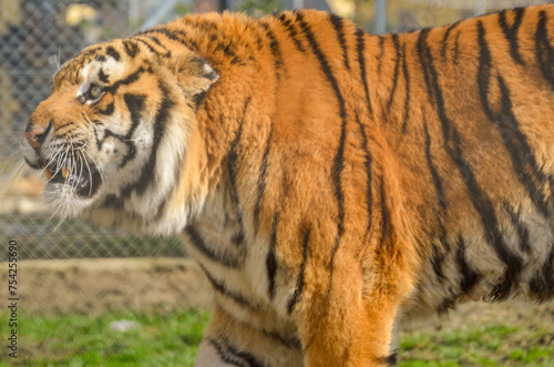 Angry Bengal tiger kept in the zoo