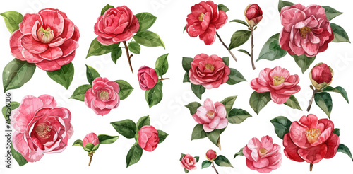 Set of watercolor camellia flowers © Mark