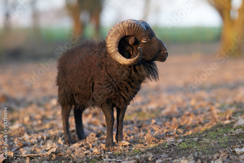 Close up of brown male ouessant sheep in autumn field