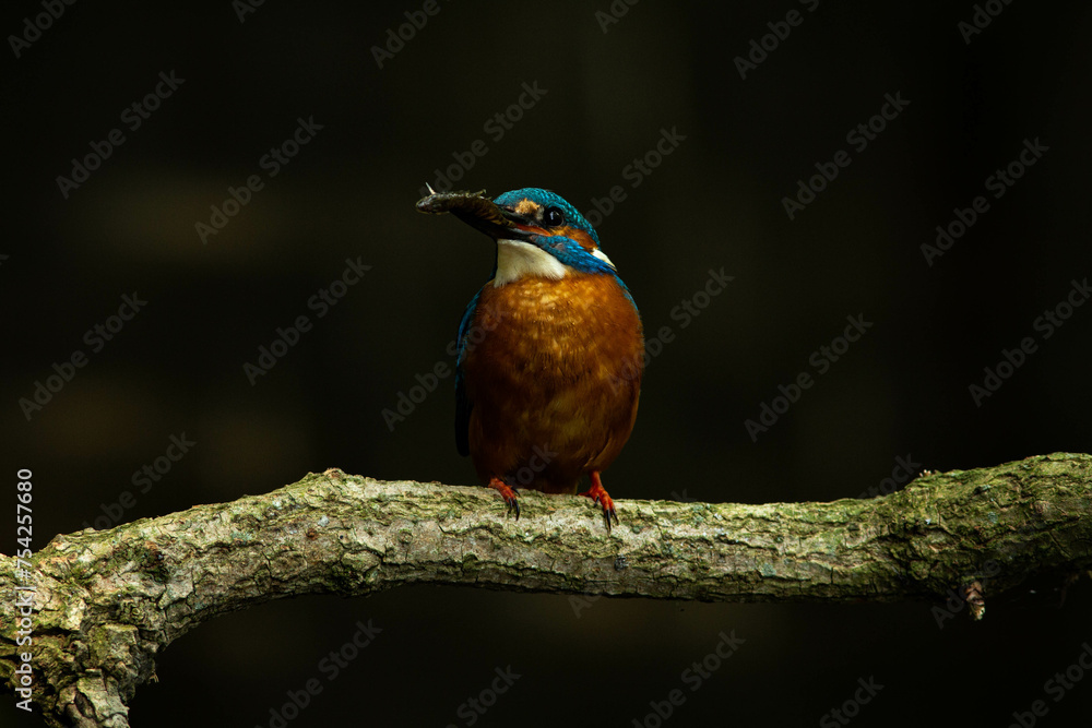 Naklejka premium Closeup of a kingfisher holding a fish in its beak, perched on a tree branch