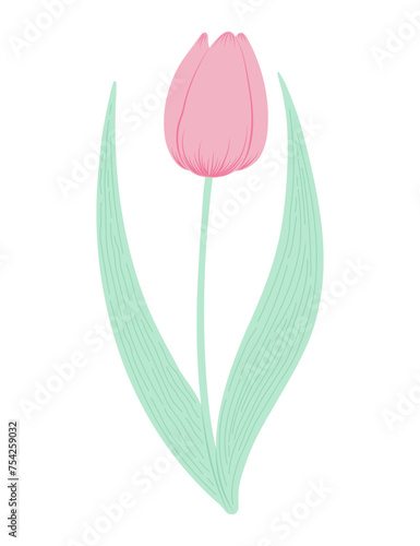 Tulip flower hand drawn flat illustration. Spring blossom, pink bloom, floral element. Vector design, isolated. Mothers Day, Easter, seasonal, botanical clip art