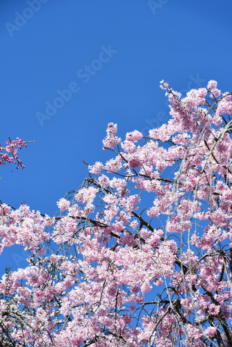 青空に映える枝垂れ桜
