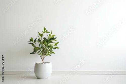 A potted plant placed on a white surface, suitable for various design projects © Fotograf