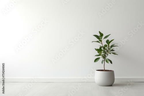 A potted plant in front of a white wall  suitable for interior design projects