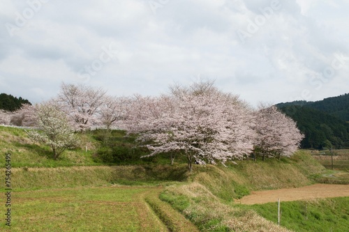 桜