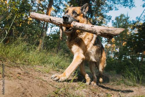 German Shepherd, a carnivorous dog breed, is running in a natural landscape with a stick in its mouth. Dog Run With Wooden Stick In Summer Forest Season. Cute Beautiful Shepherd Dog Running On country