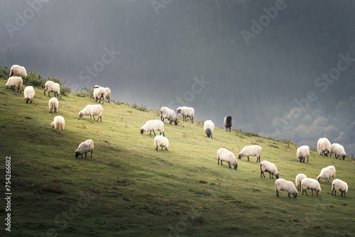a flock of sheep grazes on a slope of Mount Argalario on a cold and unstable morning photo