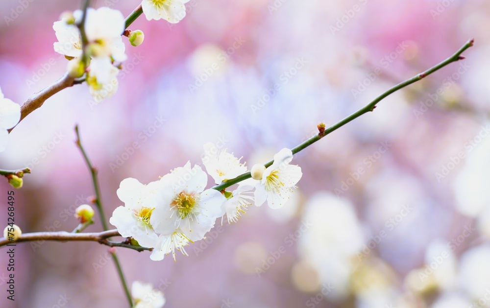 Japanese plum blossom in early spring
Japanese plum blossom in early spring