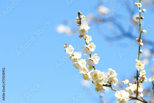 white Japanese apricot (Ume) in full blooming 