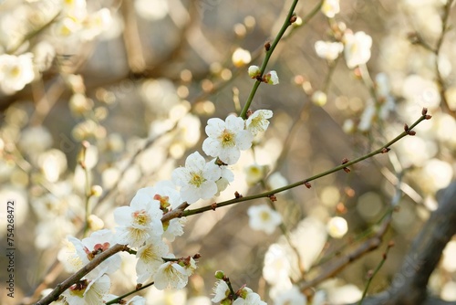 Japanese plum blossom in early spring 