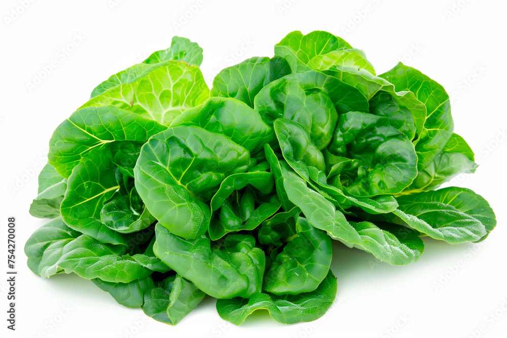 Endive or butterhead lettuce isolated on white background. Fresh green salad leaves from garden Endive or butterhead lettuce isolated on white background. Fresh green salad leaves from garden
