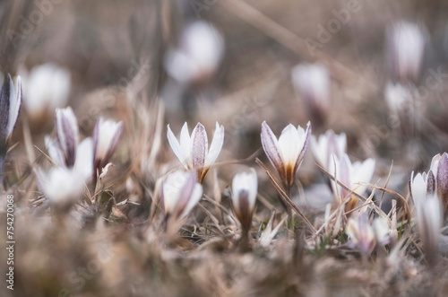 The first spring flowers, snowdrops Alatau saffron a whole meadow of white flowers photo