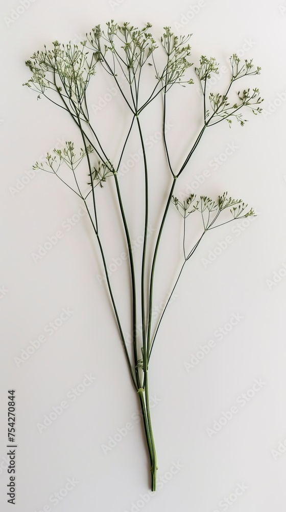 Fototapeta premium fresh herbs dill.