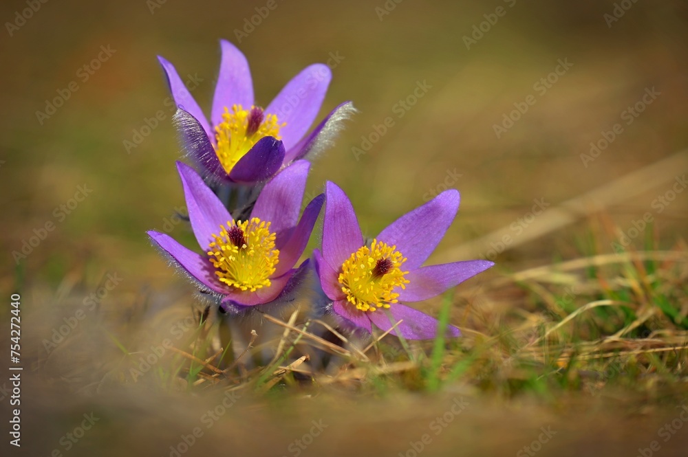 Fototapeta premium Spring background with flower. Beautiful nature at sunset in spring time. Pasque flower (Pulsatilla grandis)