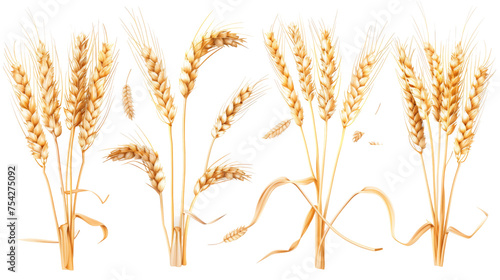 A diverse collection of wheat ears isolated on white, showcasing various stages of maturity and forms, perfect for agricultural and botanical themes photo
