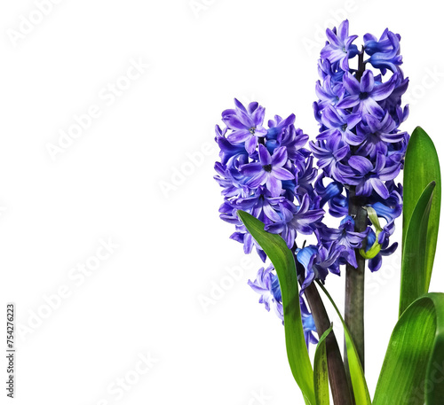 blue hyacinth flower on transparent background