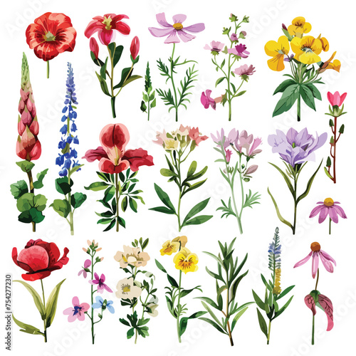 A collection of different types of flowers. watercolor
