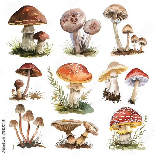 A collection of different types of mushrooms. watercolor