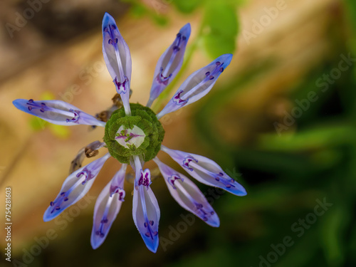 Macro photography of a scaredy cat flower, captured in a garden near the colonial town of Villa de Leyva in central Colombia. photo