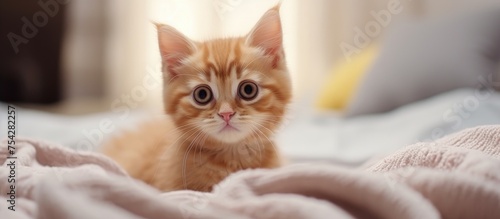 A cute little orange kitten is sitting on top of a bed covered with a white blanket in a modern interior setting at home.