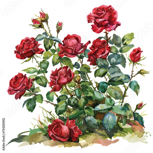 A cluster of roses in a garden. watercolor clipart isolated