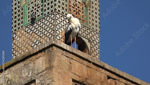 A stork takes a rest on the ruins of the Chellah in Rabat, Morocco
 photo