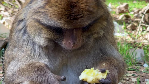 Barbary macaque or macaca sylvanus in its habitat in Cedre Gouraud Forest in Middle Atlas mountains in Morocco between Azrou and Ifrane