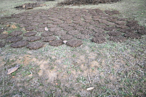 Cow Dung Cakes or gobar upla. Its used as fuel for making food in villages of india. Cow dung is also used in Hindu religious fire yajna as an important ingredient. Hand made cow dung cakes.  photo