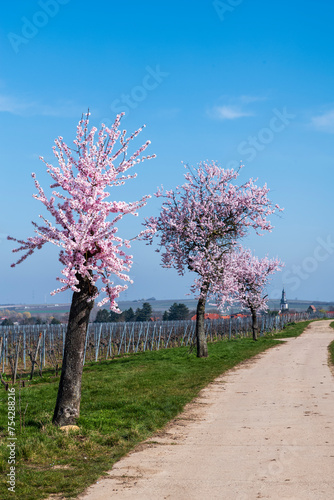 almond trees blooming against blue sky