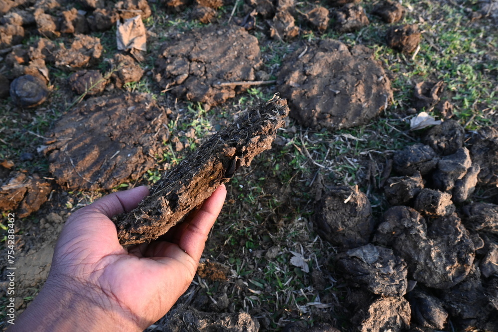 Cow Dung Cakes or gobar upla. Its used as fuel for making food in ...