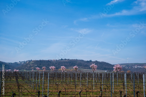 almond trees blooming against blue sky