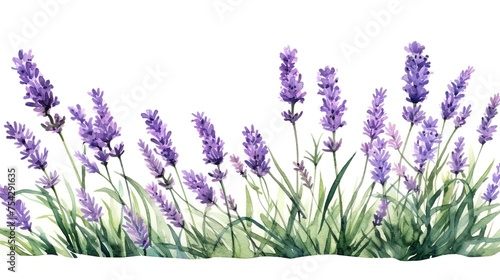 Watercolor lavender flowers on a white background. Organic lavandula herb stems. Medical and aroma lilac herb botanical drawing concept.