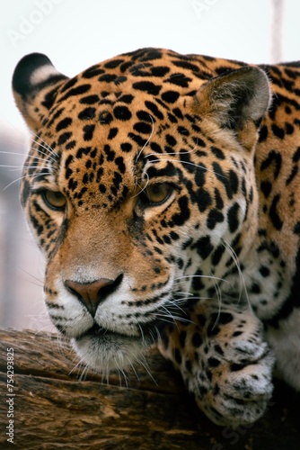 The perfect female jaguar American portrait