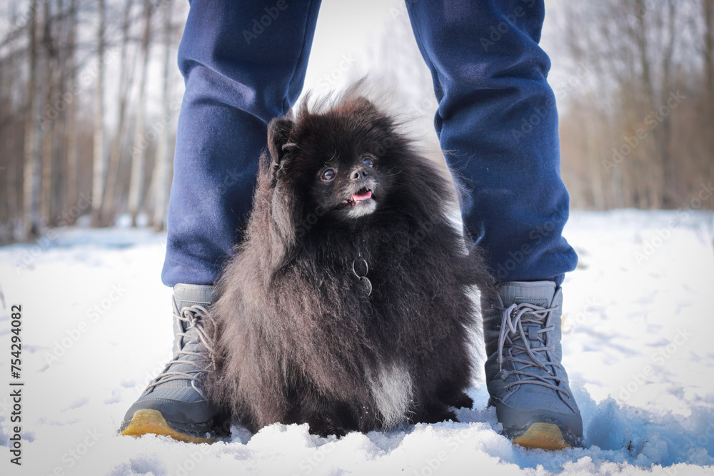 Beautiful black Pomeranian Spitz walking in the park against the snow in the forest. A walk with a pet dog.