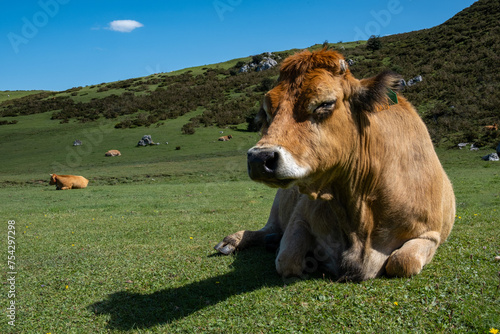 Beautiful happy free cow sleeping in the green mountains of cantabria during summer day in peaks of europe, spain