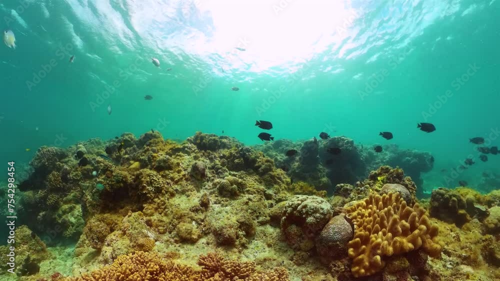 Coral garden with tropical fishes under water. Underwater world background.