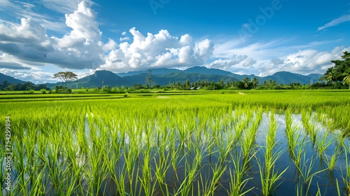 Thailand. Rice terraces agricultural sceneries. Rice fields with asian farmers. Vector illustration. People planting and grow rice in rainy season. photo