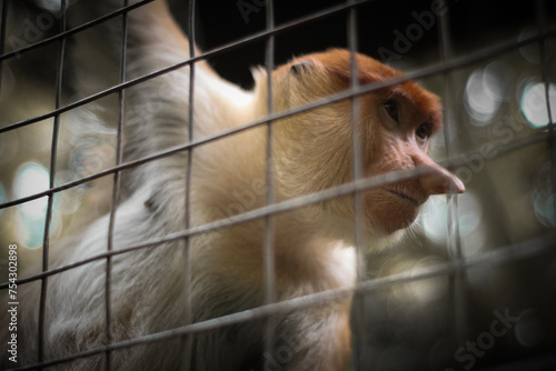 Proboscis monkey in the zoo, Proboscis monkey long nose with reddish hair, Proboscis monkey endemic to the island of Borneo, Indonesia © Alkhairyshop