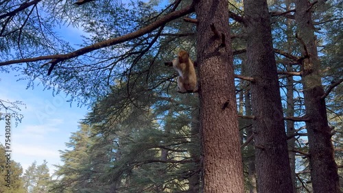 Barbary macaque or macaca sylvanus in its habitat in Cedre Gouraud Forest in Middle Atlas mountains in Morocco between Azrou and Ifrane