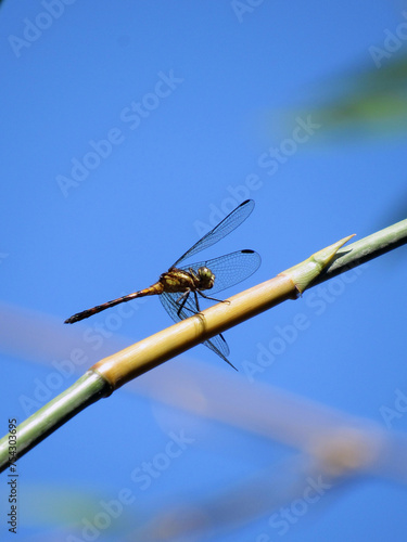 Wallpaper Mural dragonfly on a branch Torontodigital.ca