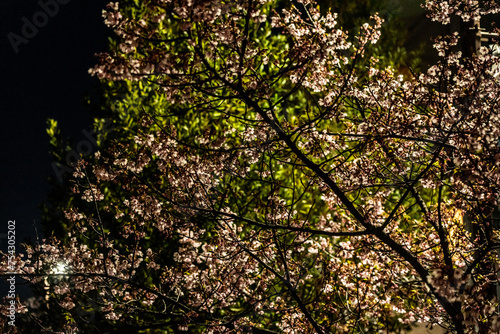 Plum blossoms at night blooming in Musashi-Kosugi_05