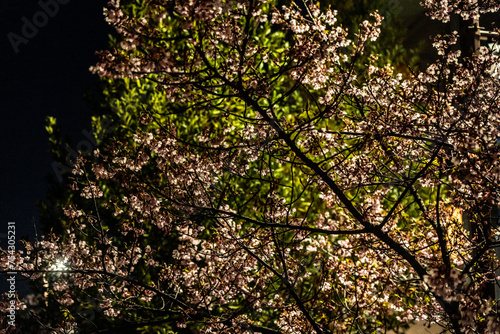 Plum blossoms at night blooming in Musashi-Kosugi_04