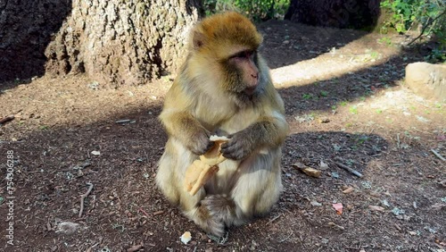 Barbary macaque or macaca sylvanus in its habitat in Cedre Gouraud Forest in Middle Atlas mountains in Morocco between Azrou and Ifrane