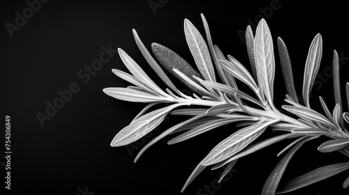  a black and white photo of a plant with long thin leaves on the tip of it's leaves, on a black background.